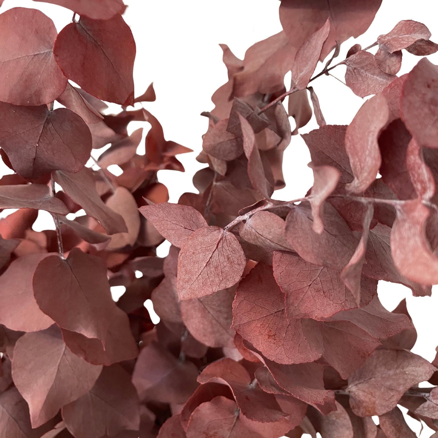Stuartiana Eucalyptus Bordeaux — Preserved