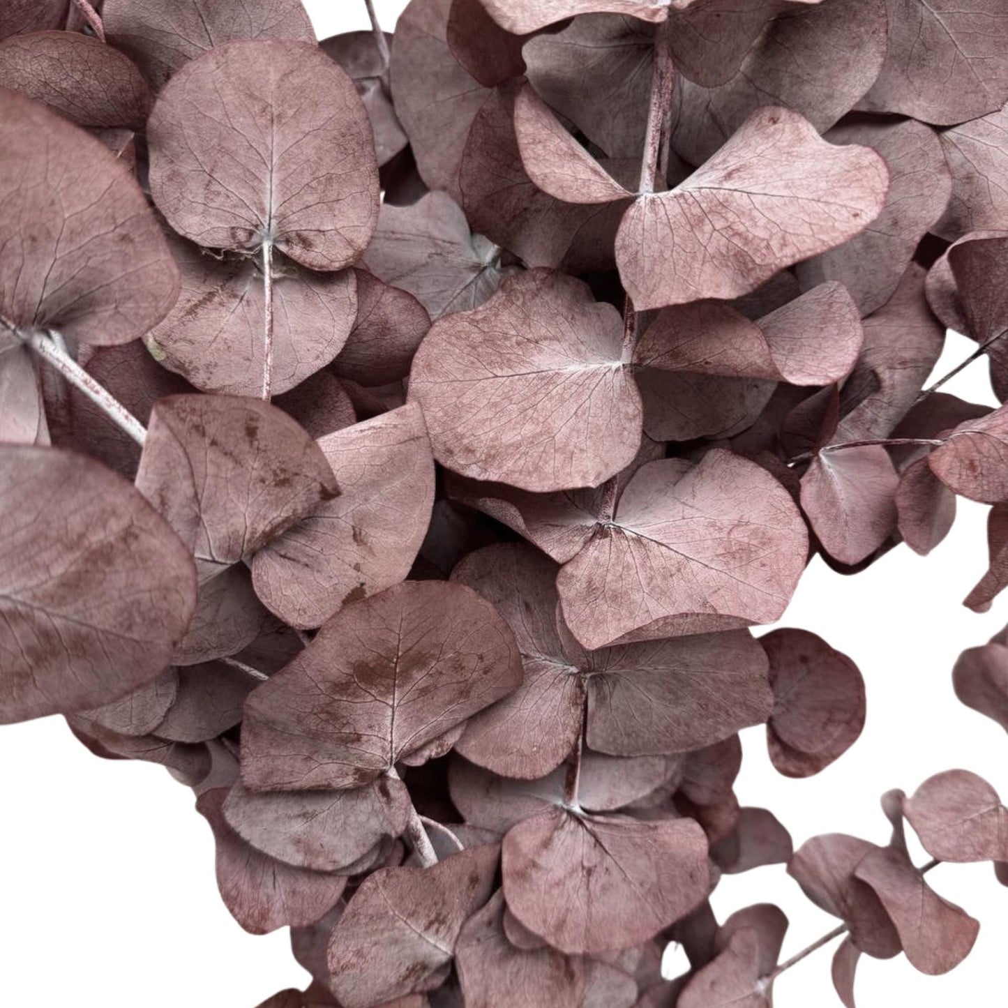 Red Cinerea Eucalyptus — Preserved