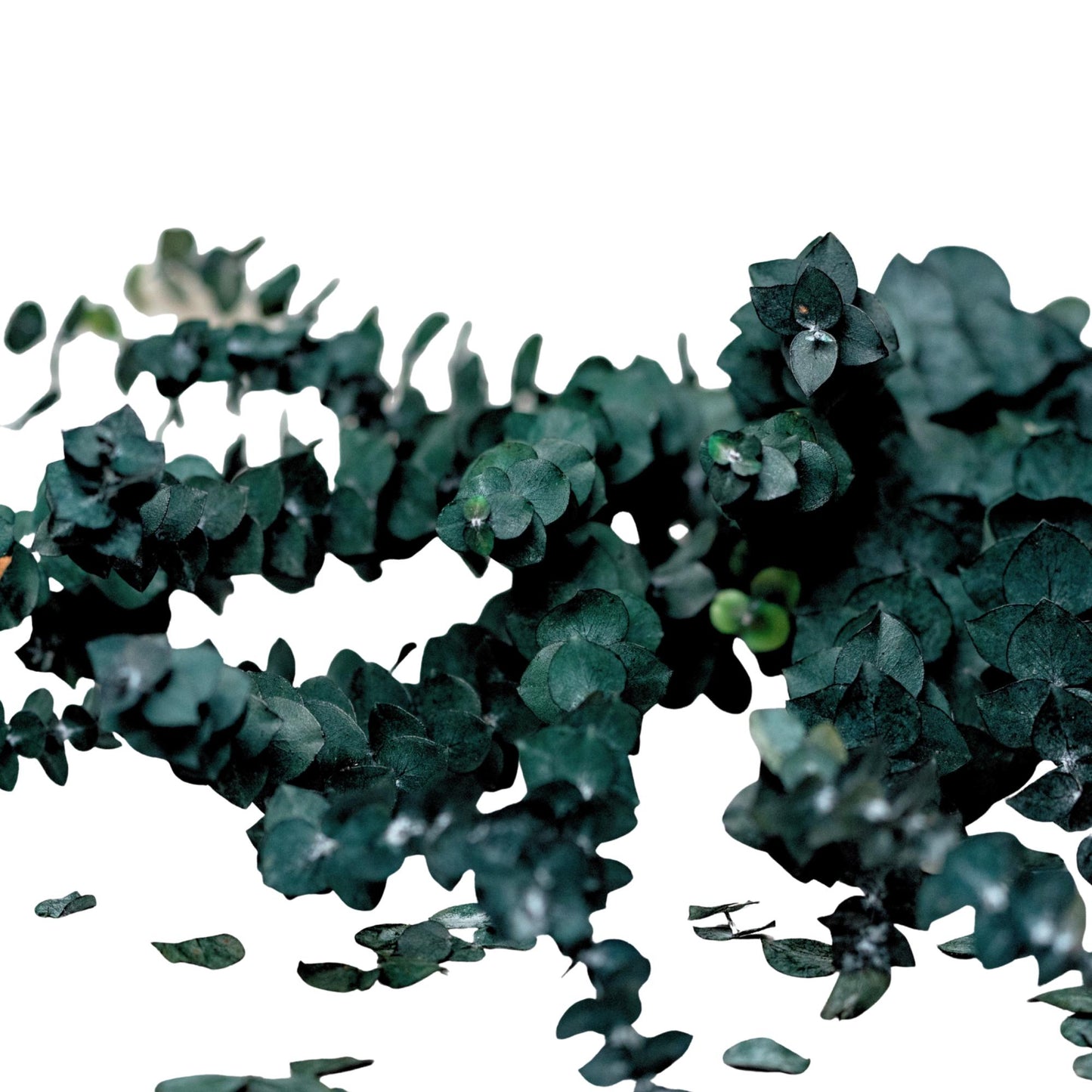 Eucalyptus Baby Blue — Preserved