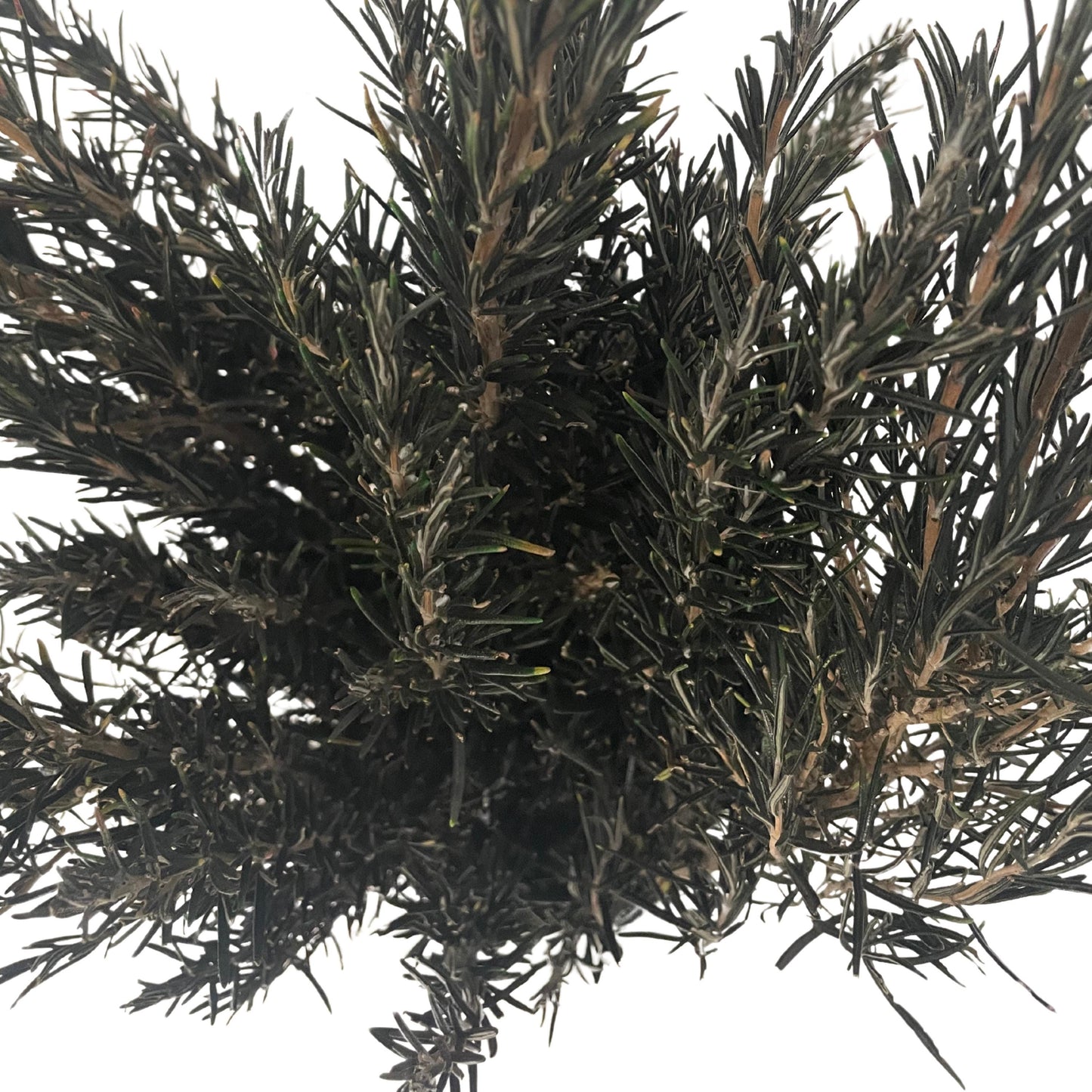 Green Rosemary — Preserved