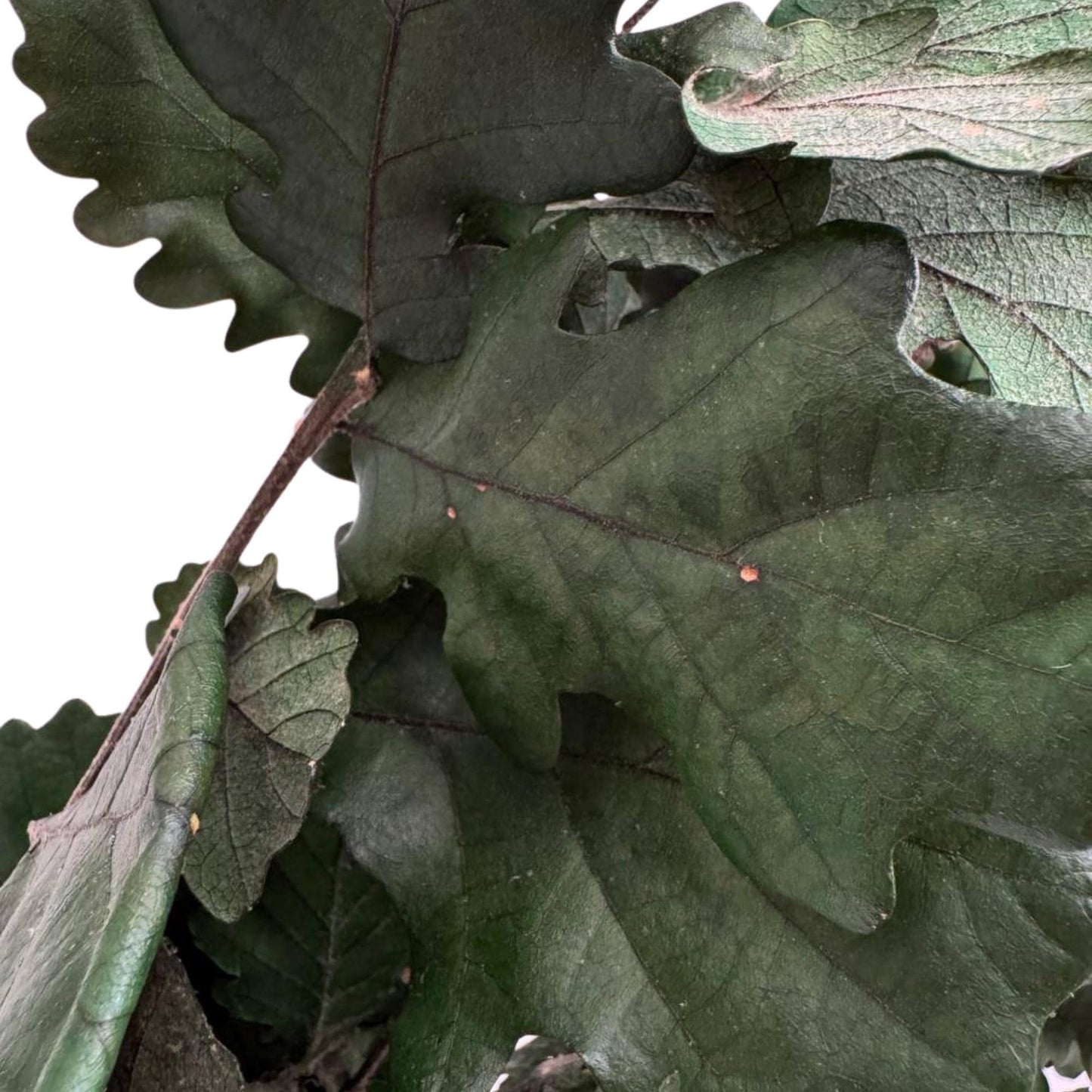 Green Oak — Preserved