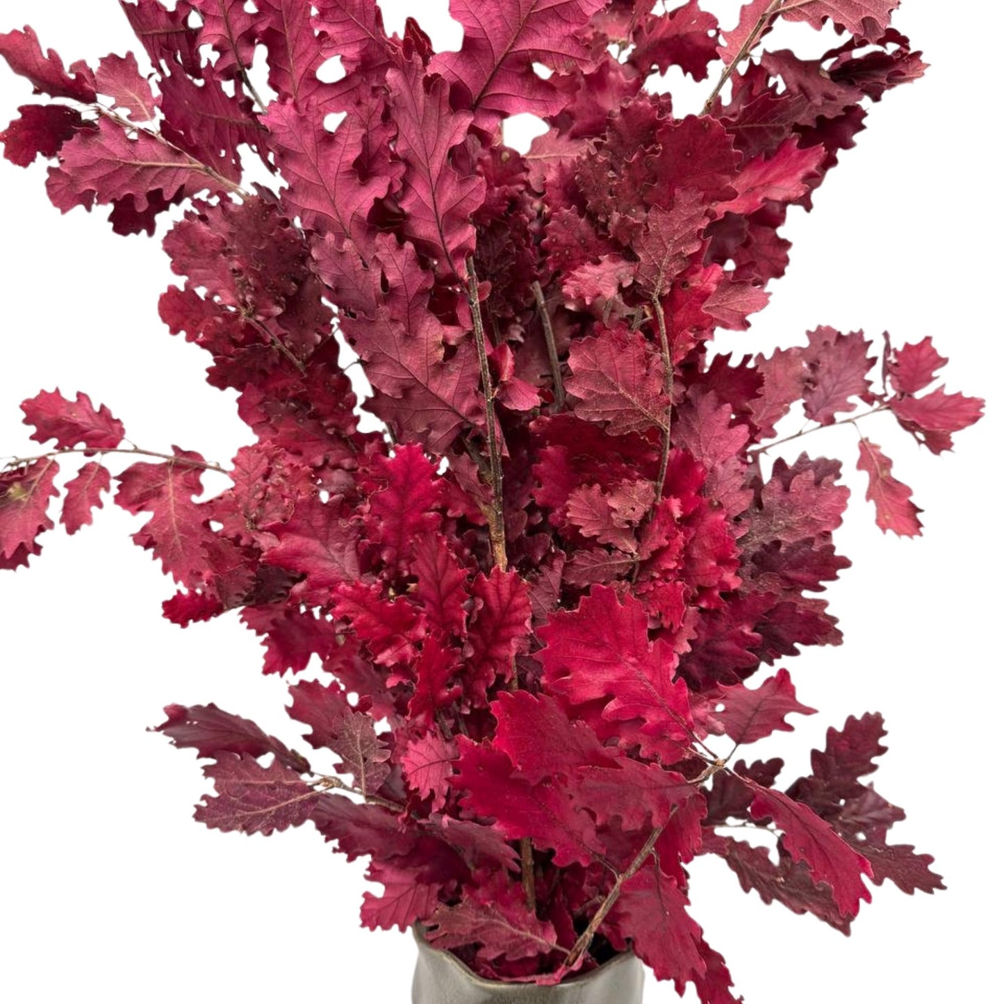 Lilac Oak — Preserved