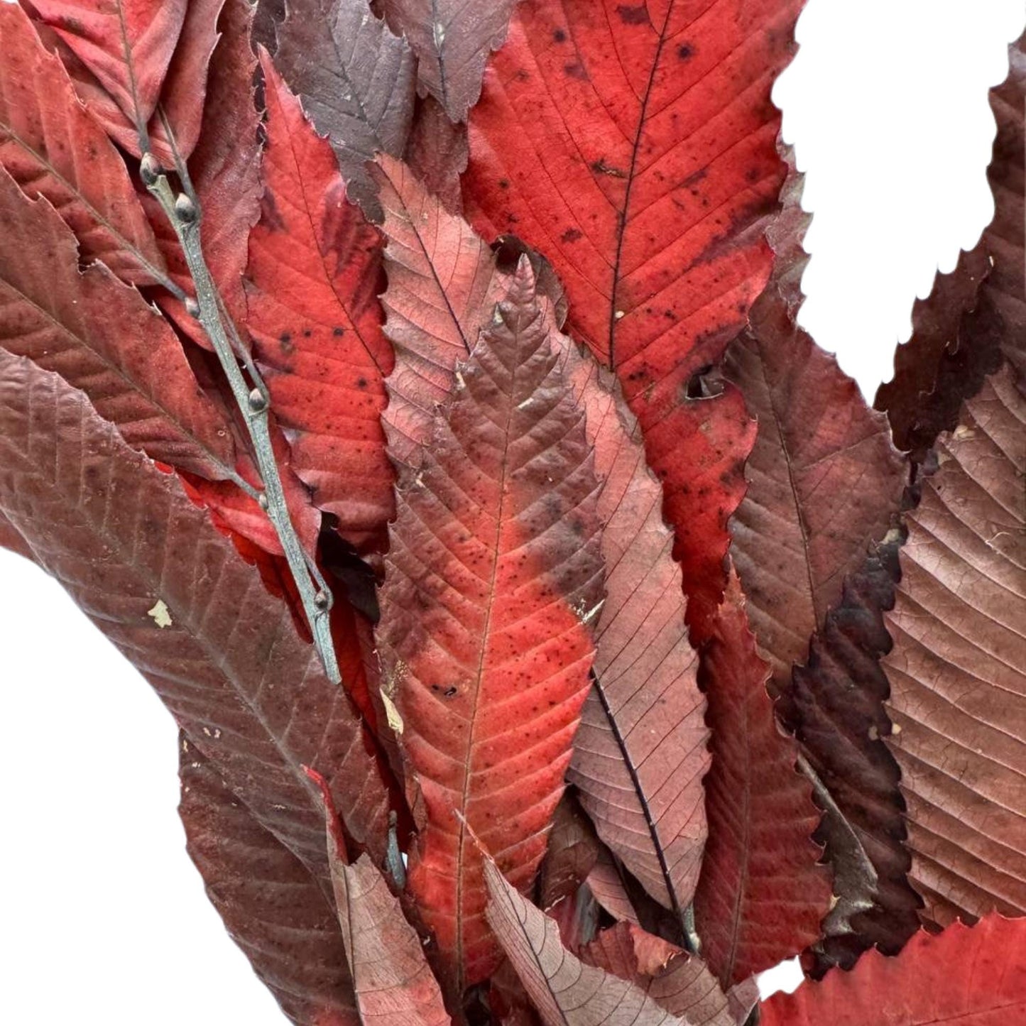 Red Chestnut — Preserved