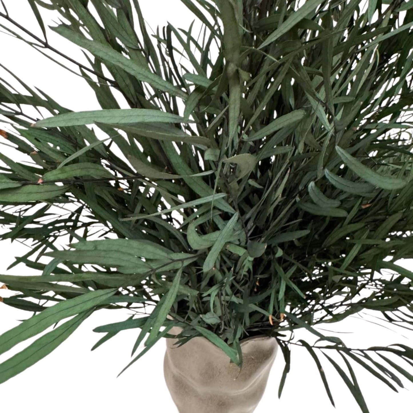 Eucalyptus Nicholii Green — Preserved