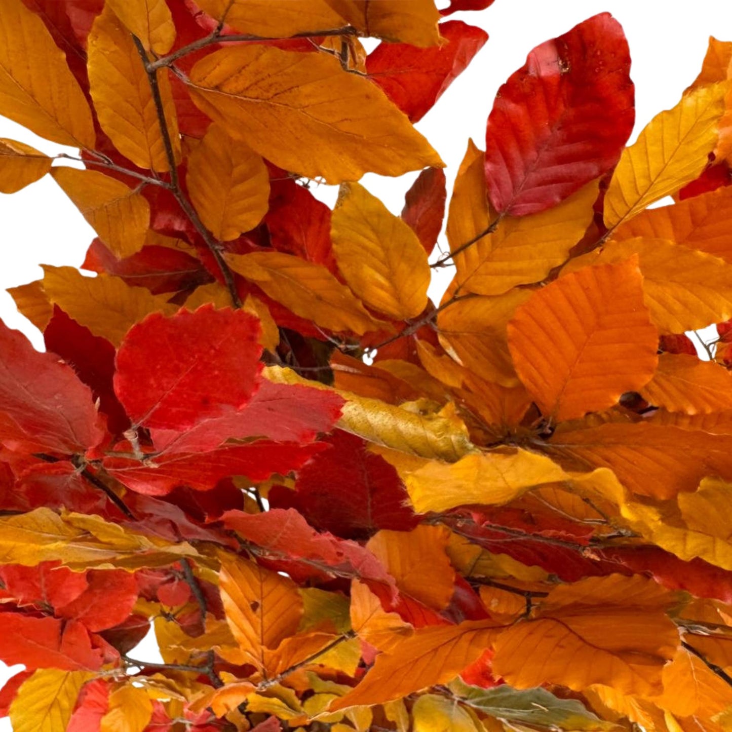 Beech Autumn — Preserved