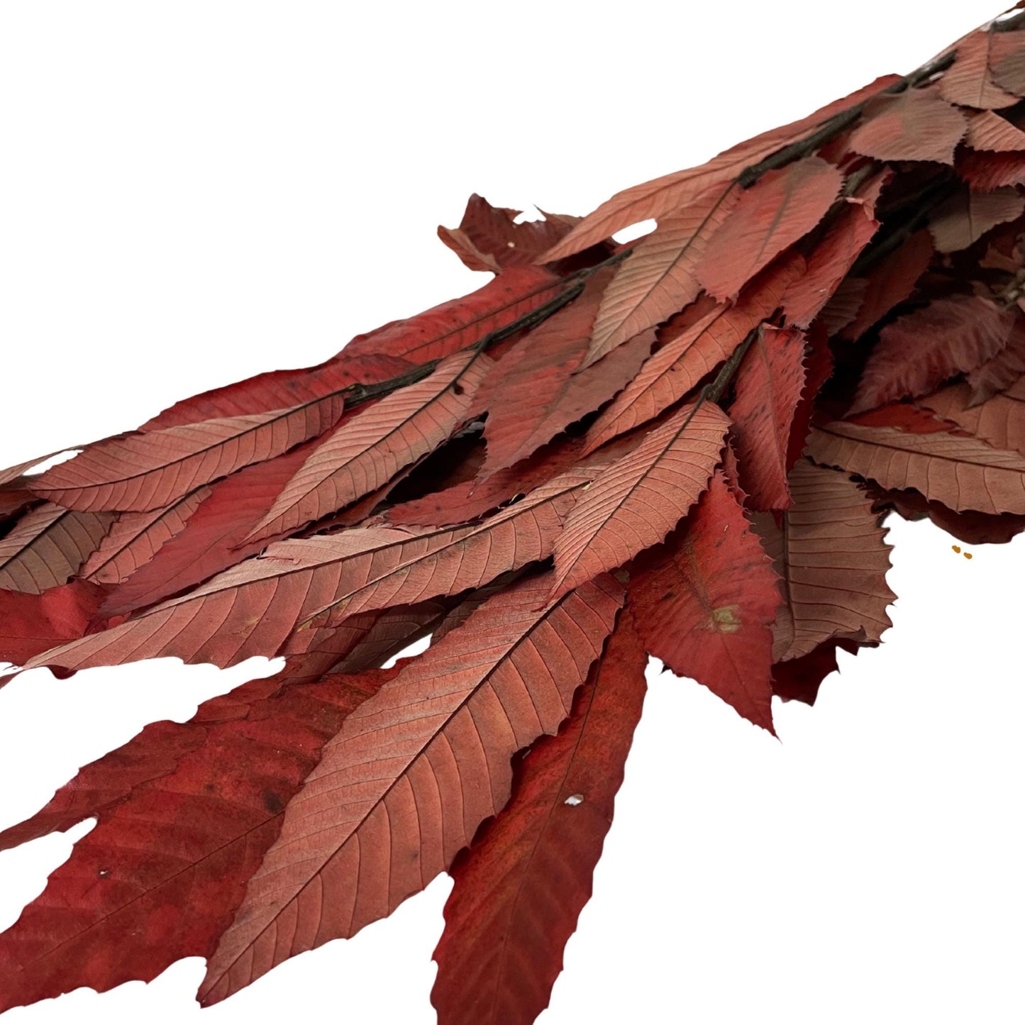 Red Chestnut — Preserved