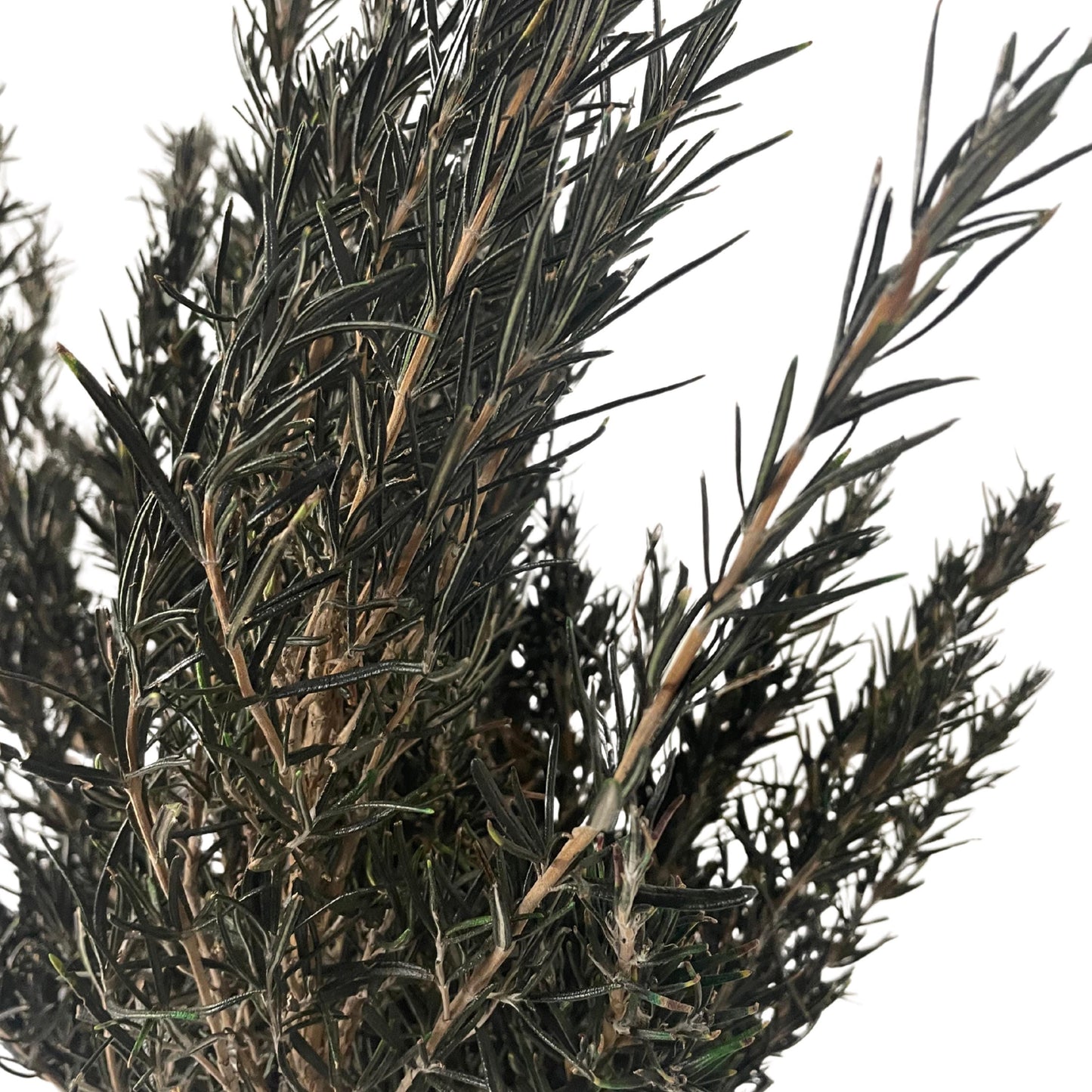 Green Rosemary — Preserved