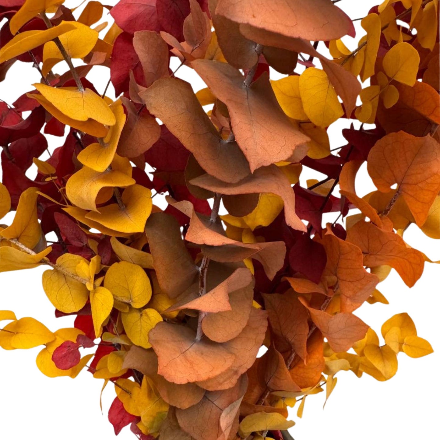 Eucalyptus Stuartiana Autumn — Preserved