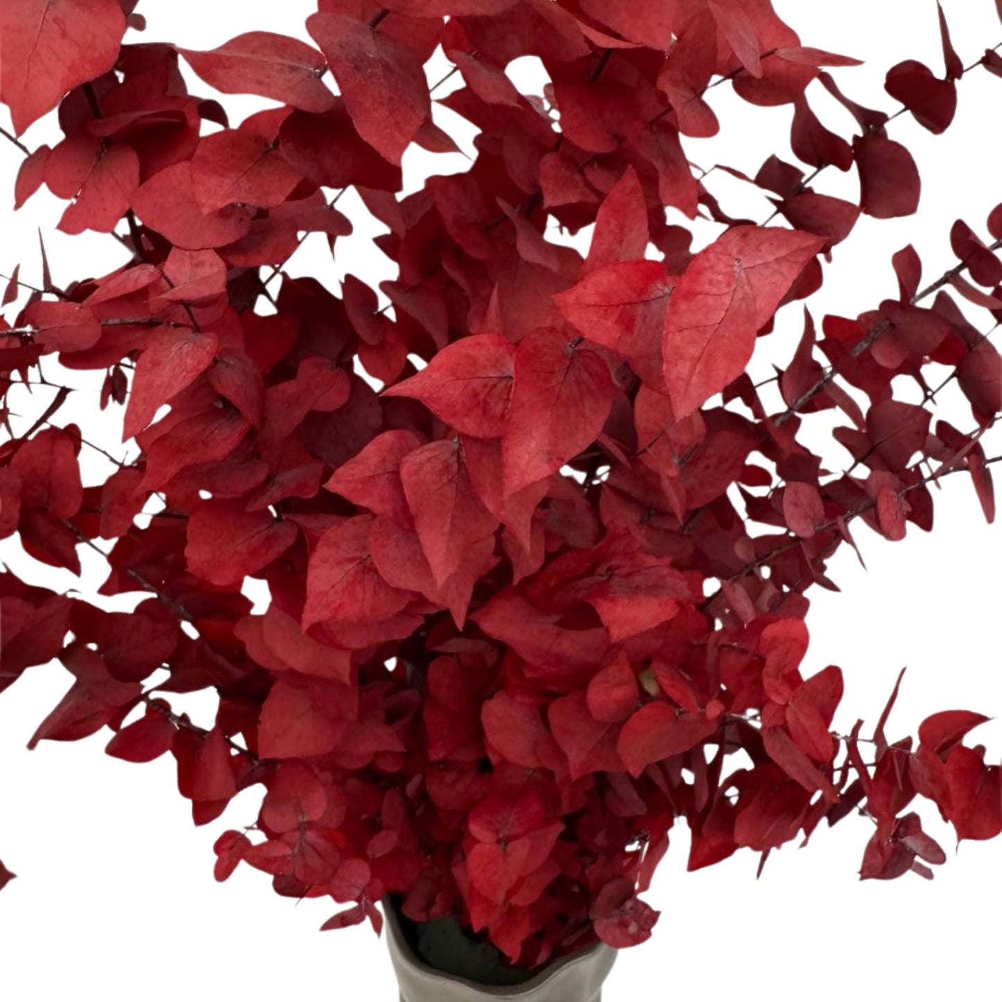 Red Stuartiana Eucalyptus — Preserved