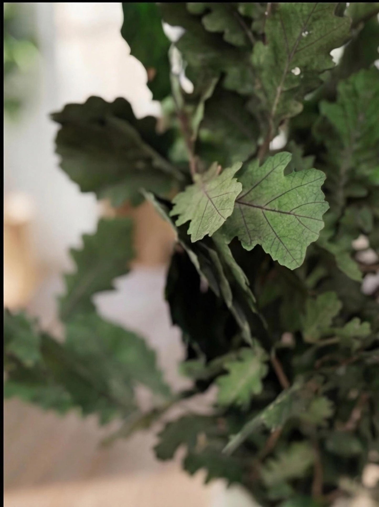 Green Oak — Preserved