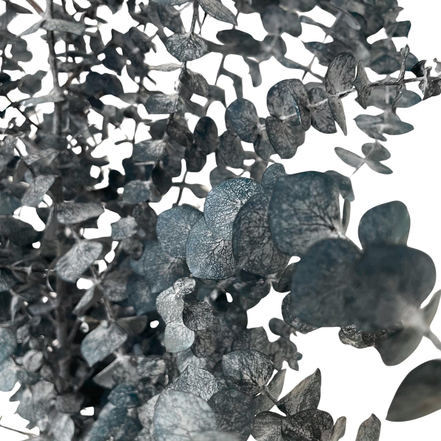 Eucalyptus Baby Blue — Preserved