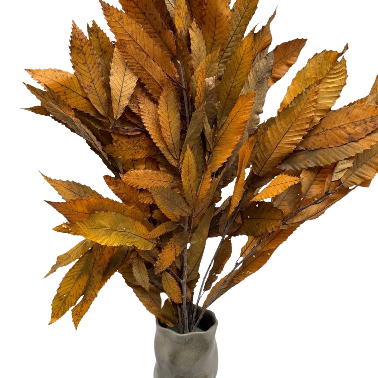 Yellow Chestnut — Stabilized