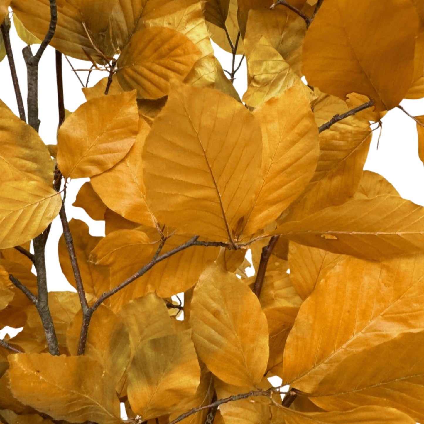 Yellow Beech — Stabilized