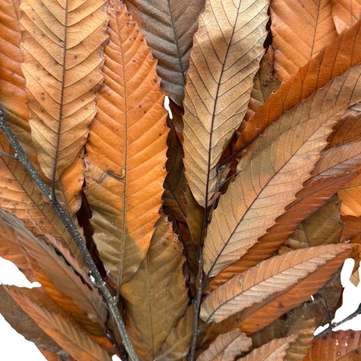 Castagno Arancione — Stabilizzata