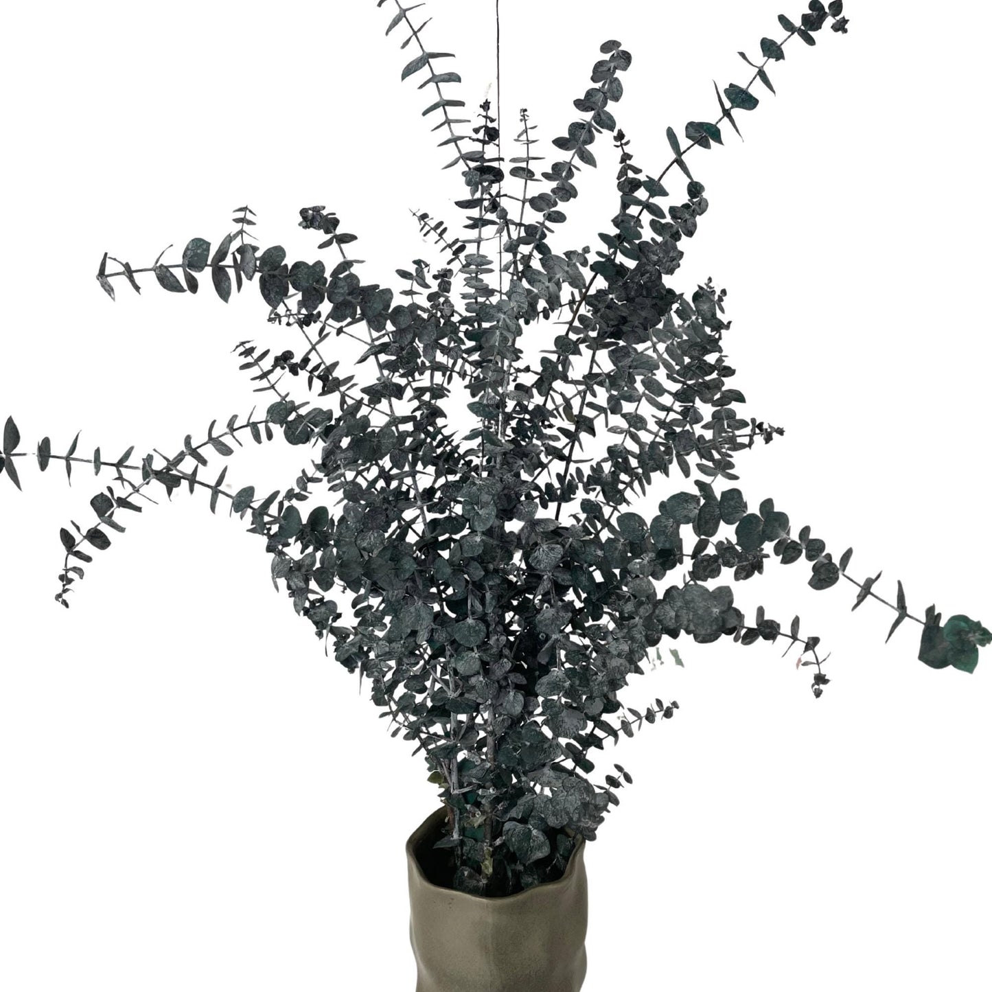 Eucalyptus Baby Blue — Preserved