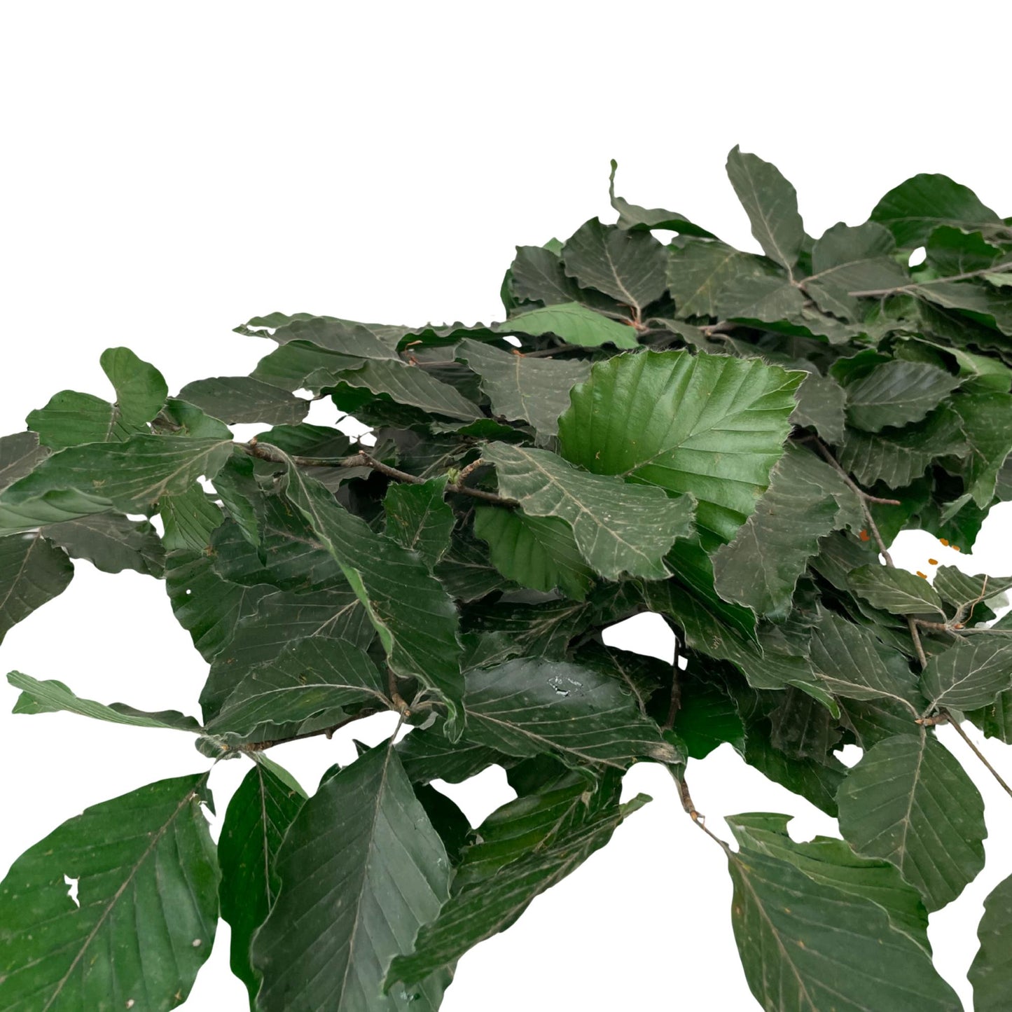 Green Beech — Preserved