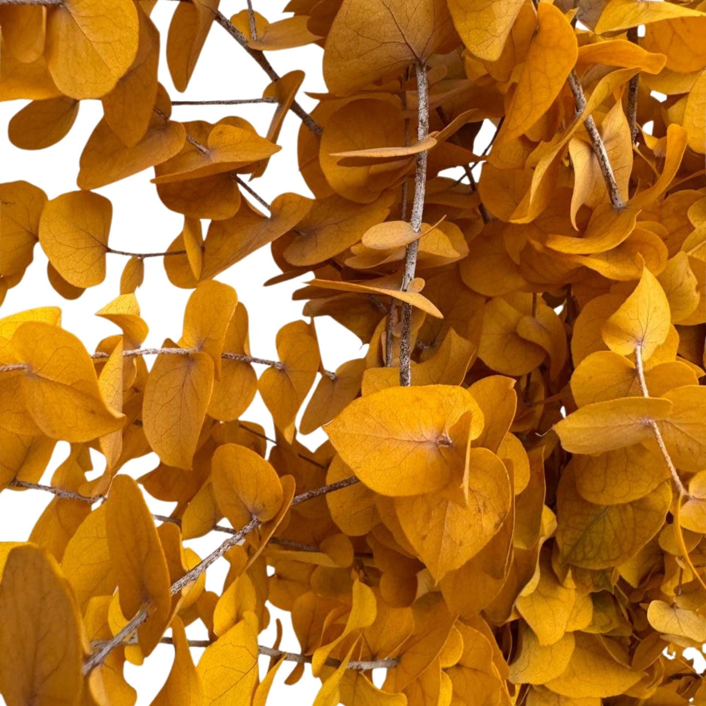 Yellow Stuartiana Eucalyptus — Preserved