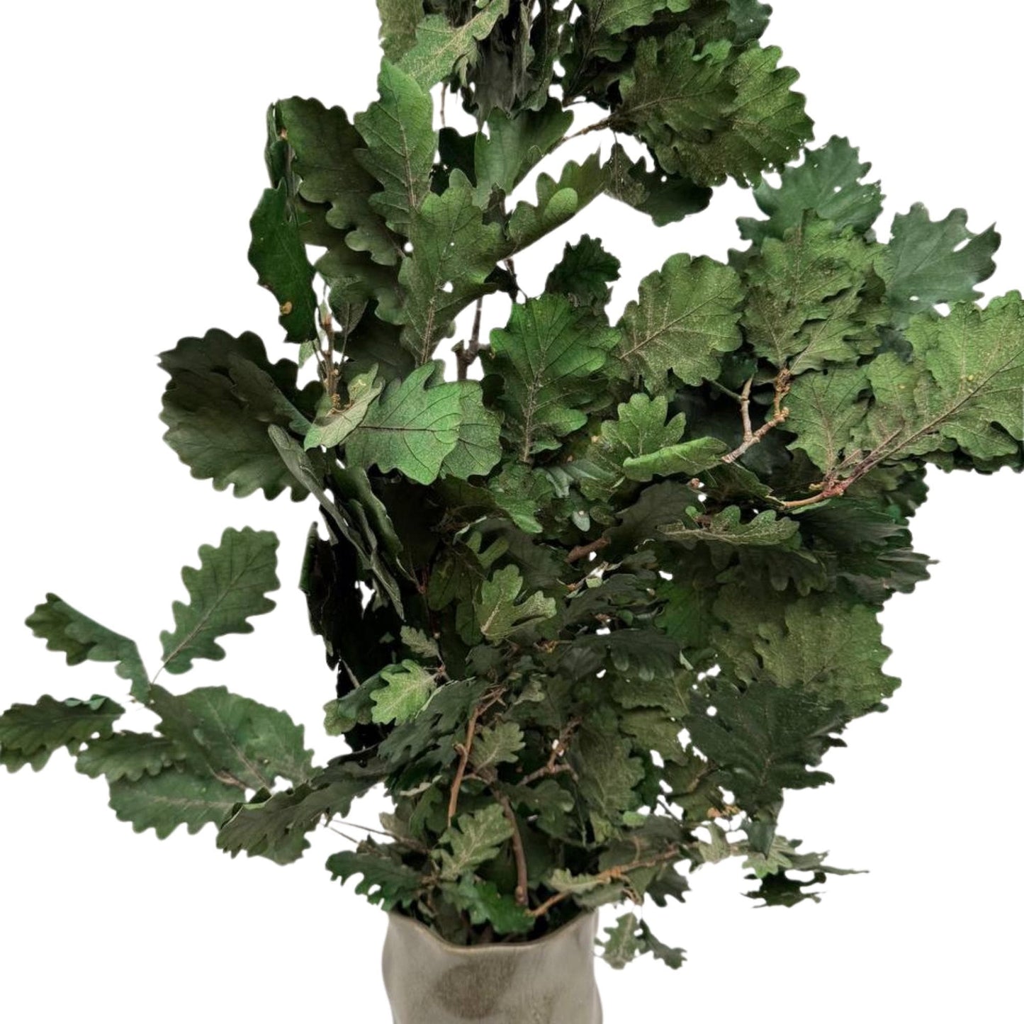 Green Oak — Preserved