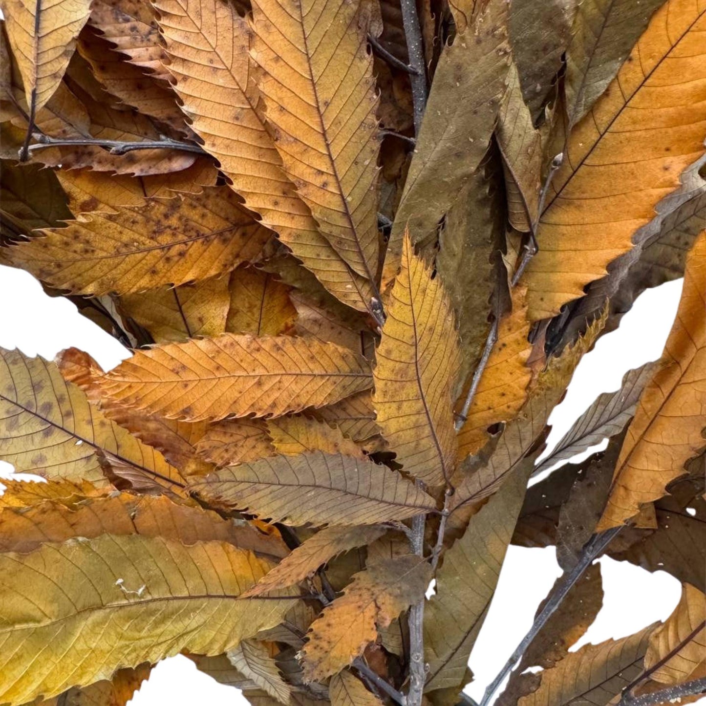 Yellow Chestnut — Stabilized