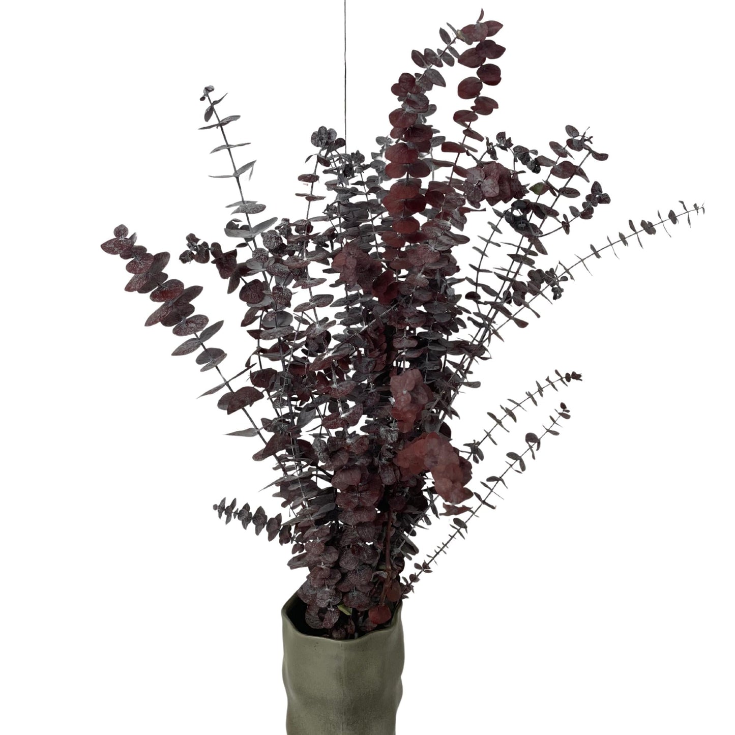 Red Baby Blue Eucalyptus — Preserved