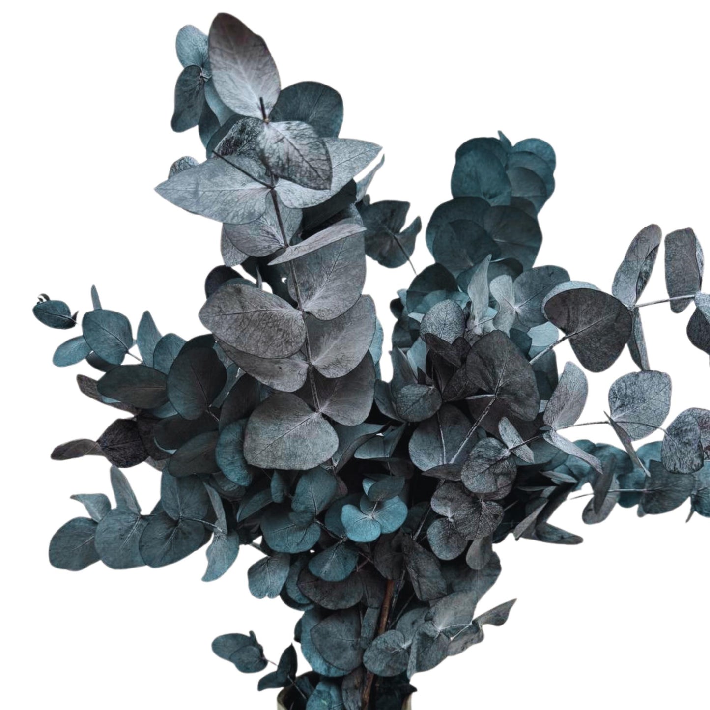 Eucalyptus Cinerea Blue — Preserved