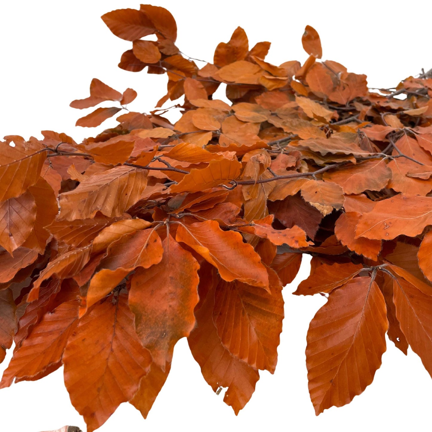 Orange Beech — Stabilized