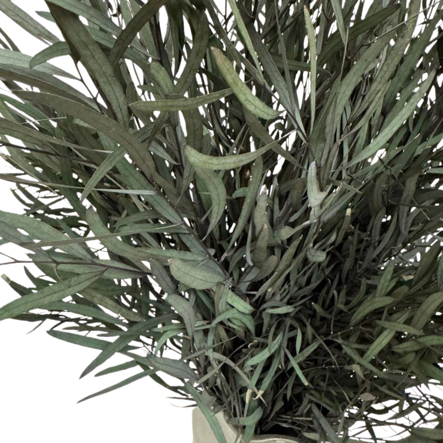 Eucalyptus Nicholii Green — Preserved