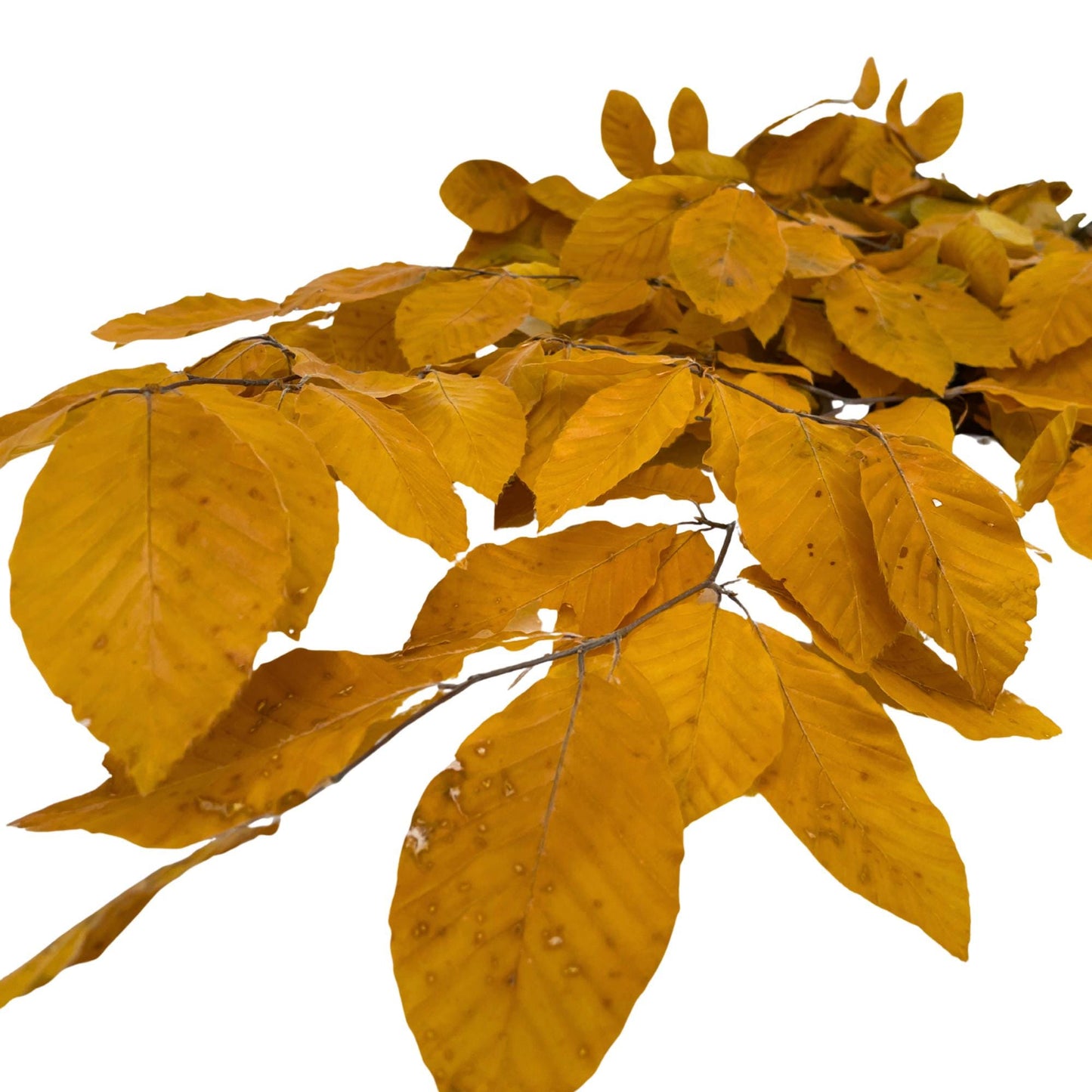 Yellow Beech — Stabilized
