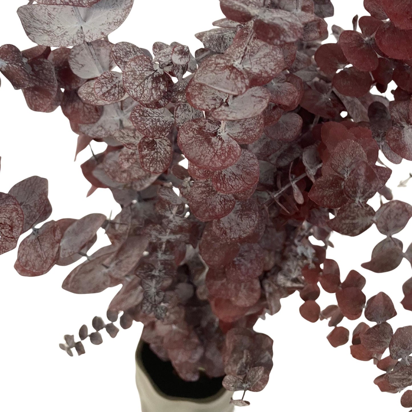 Red Baby Blue Eucalyptus — Preserved