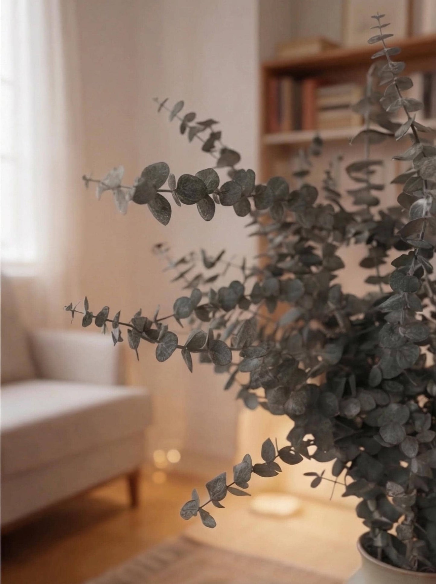 Eucalyptus Baby Blue — Preserved