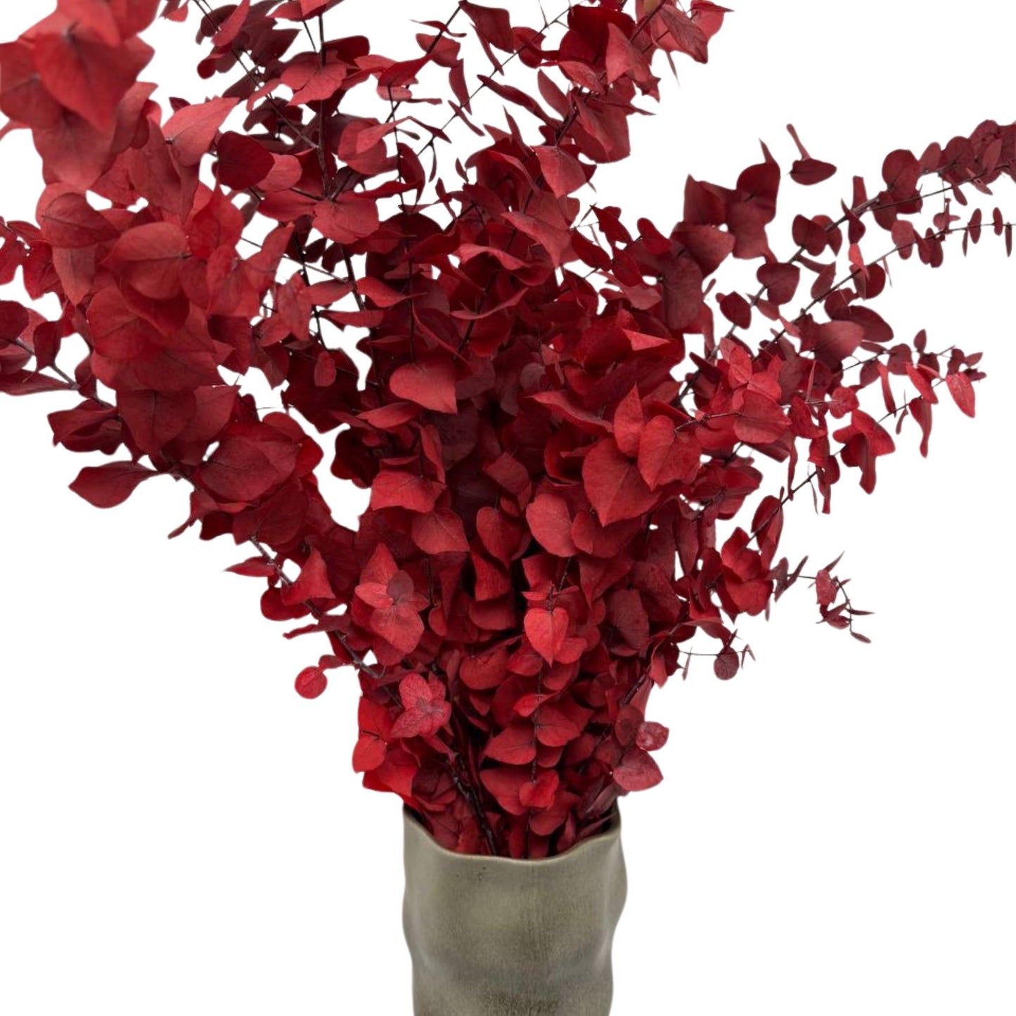Red Stuartiana Eucalyptus — Preserved