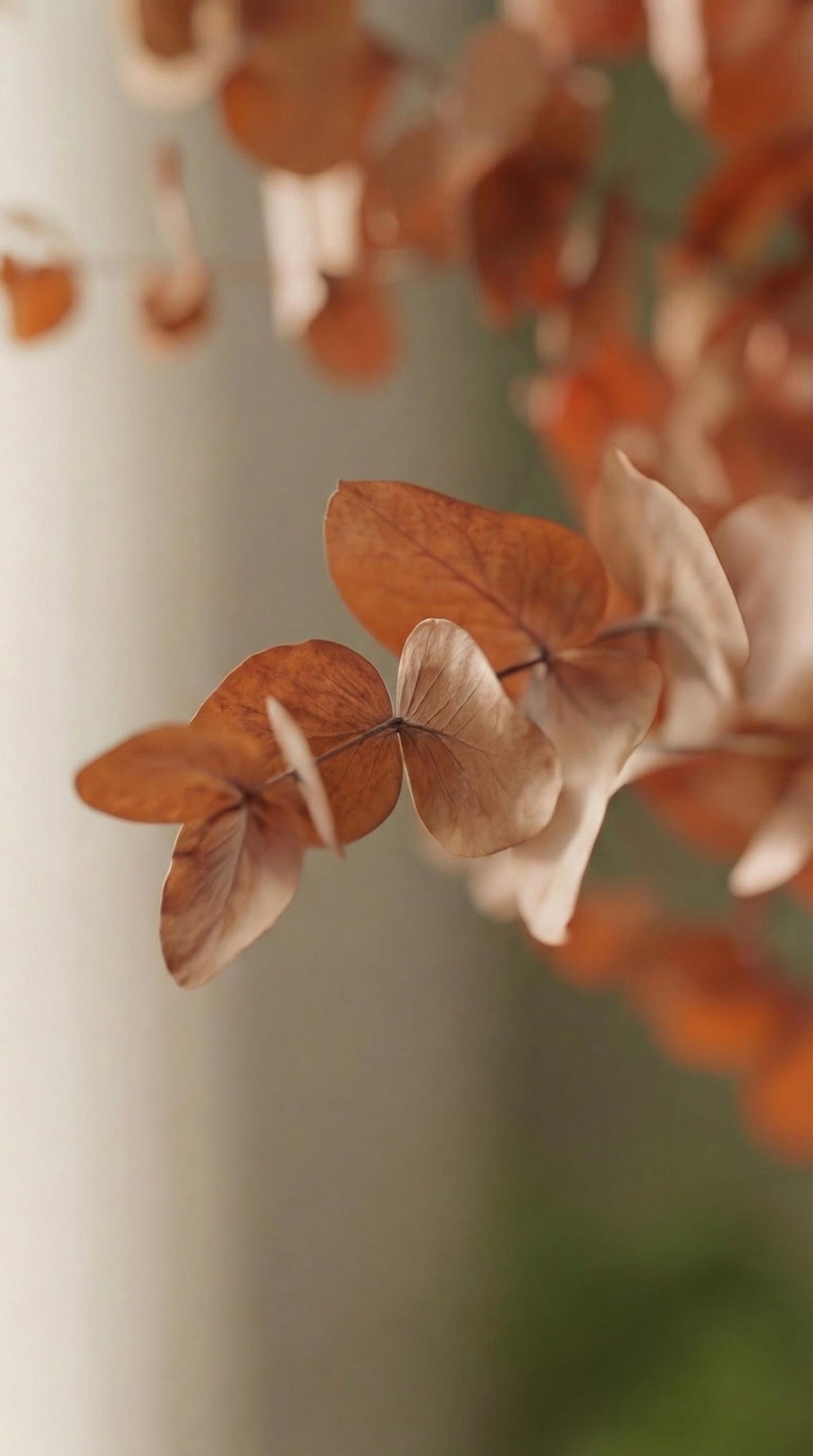 Orange Stuartiana Eucalyptus — Preserved