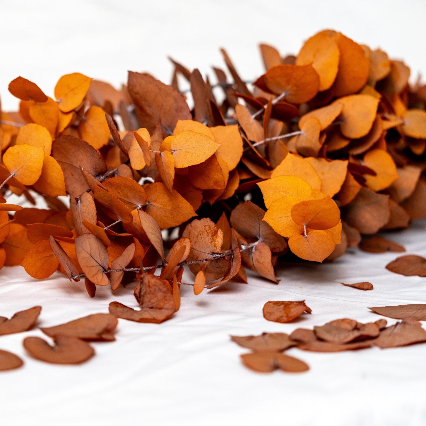 Orange Stuartiana Eucalyptus — Preserved