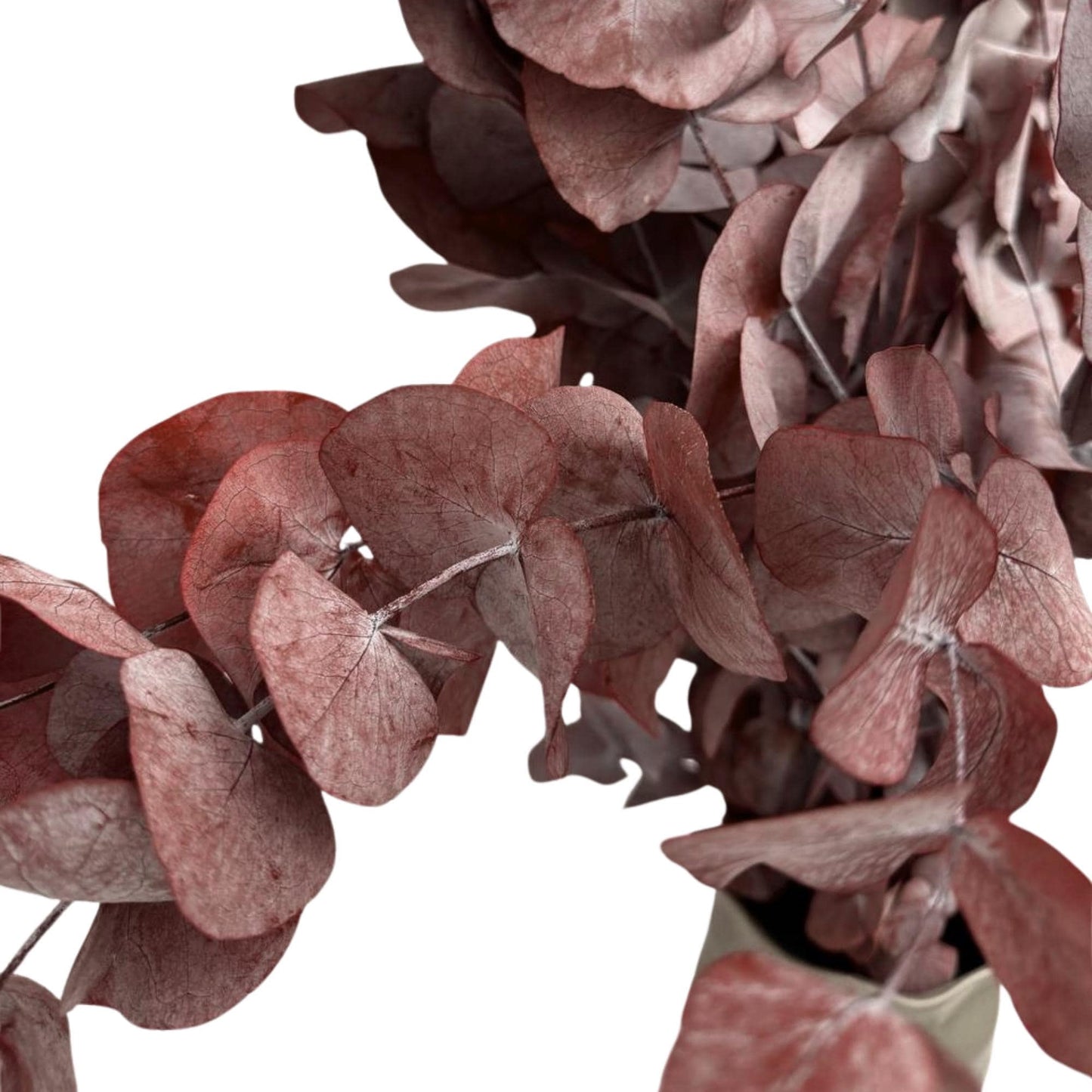 Red Cinerea Eucalyptus — Preserved
