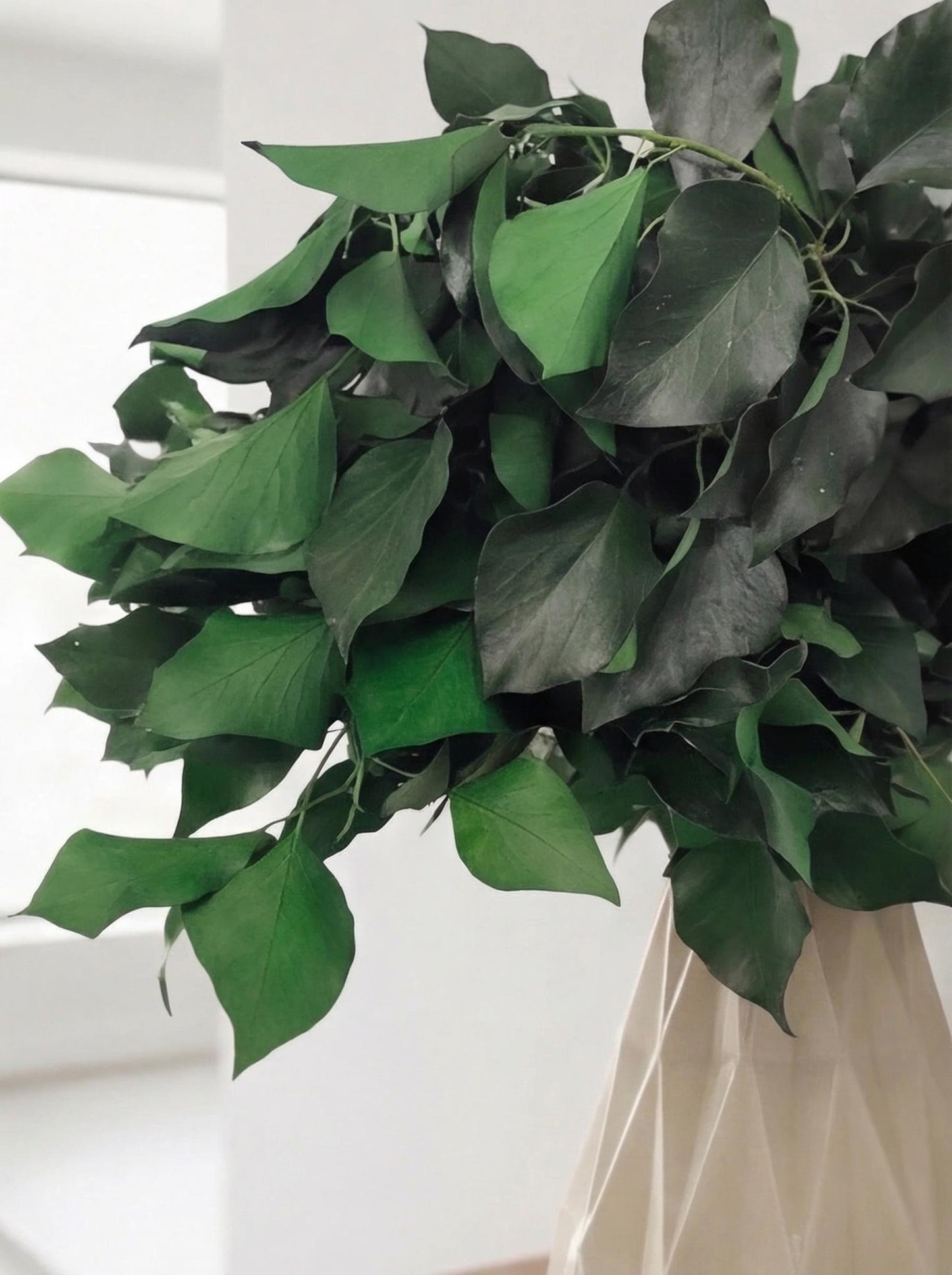 Green Ivy — Preserved