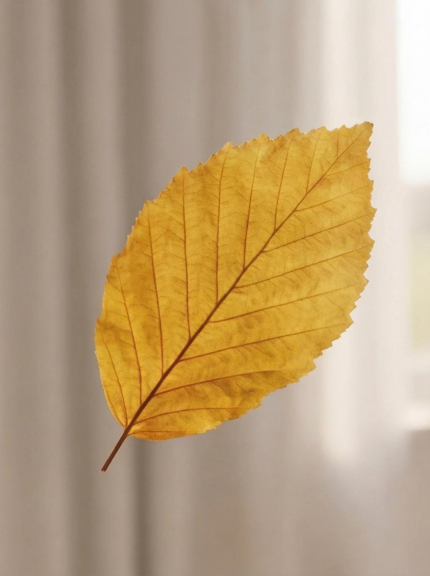 Yellow Beech — Stabilized