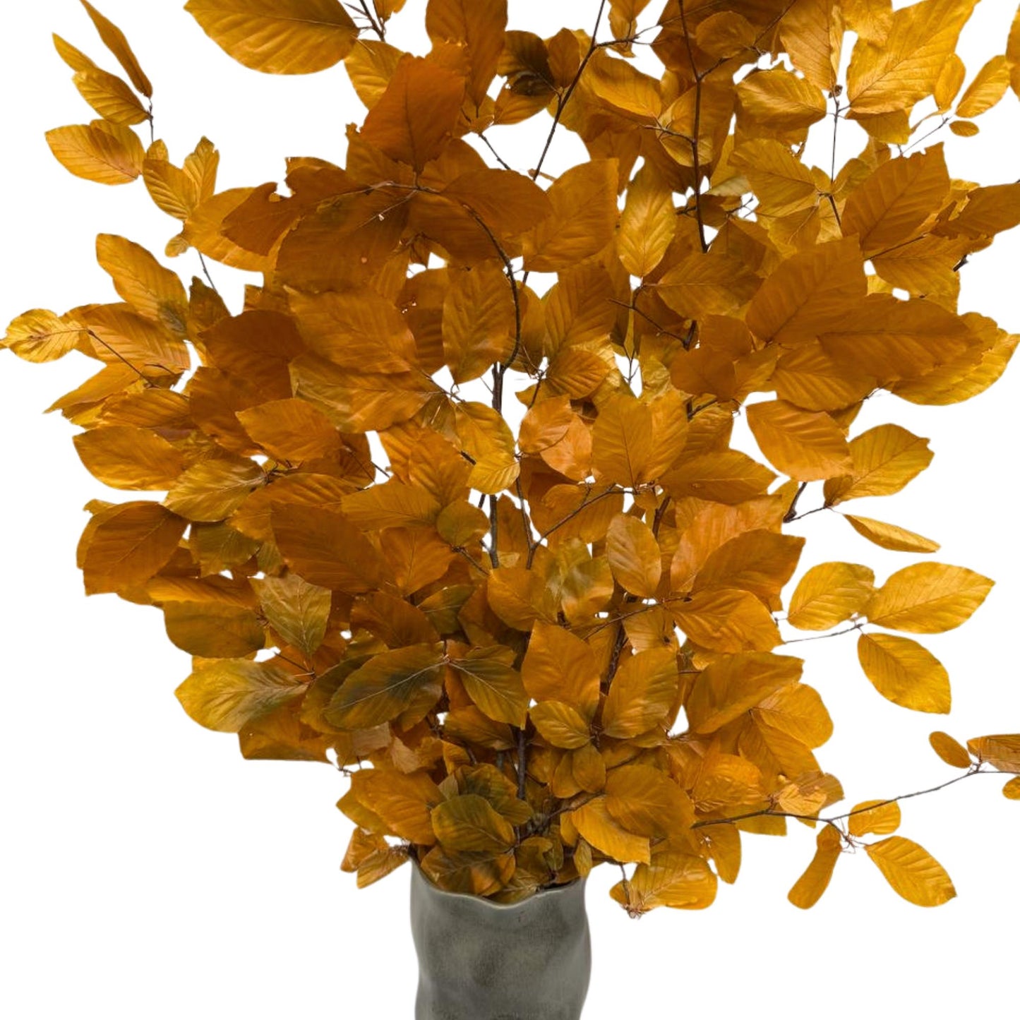 Yellow Beech — Stabilized
