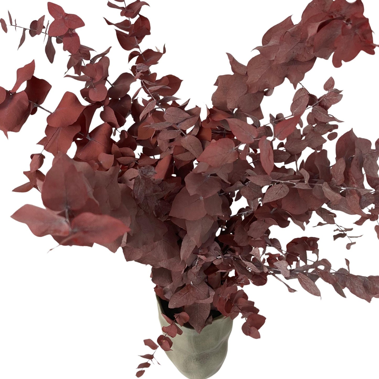 Stuartiana Eucalyptus Bordeaux — Preserved