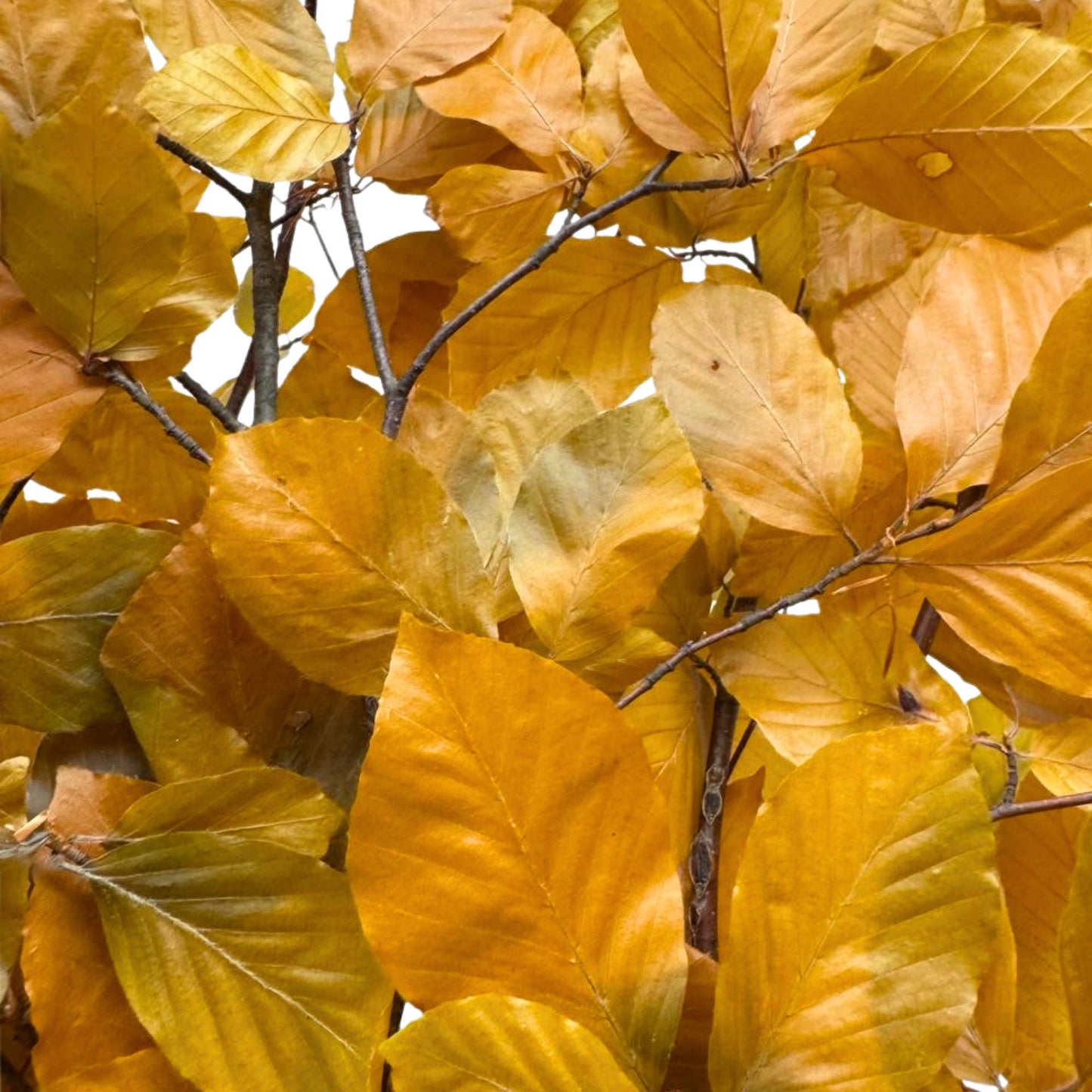Yellow Beech — Stabilized