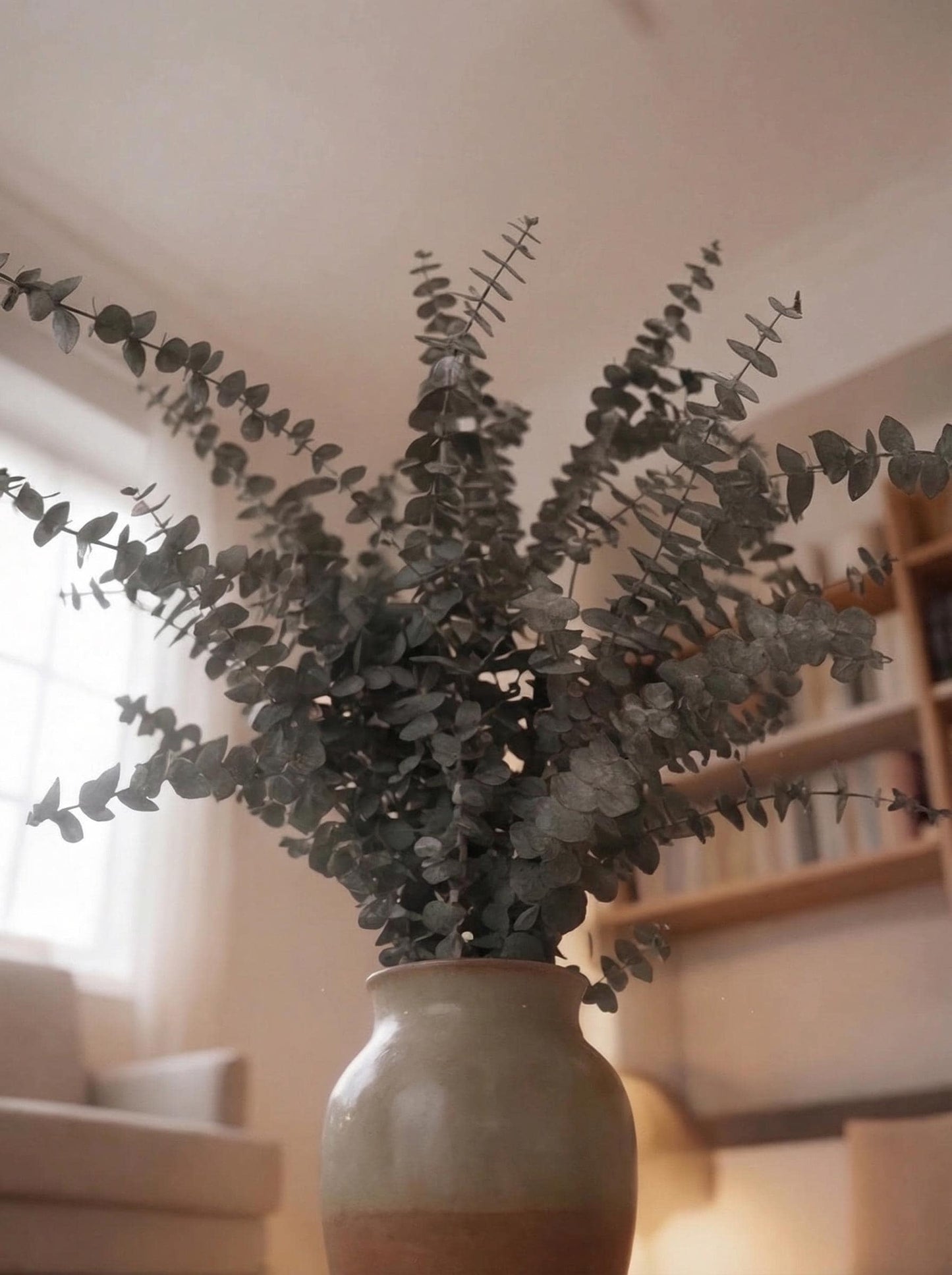 Eucalyptus Baby Blue — Preserved