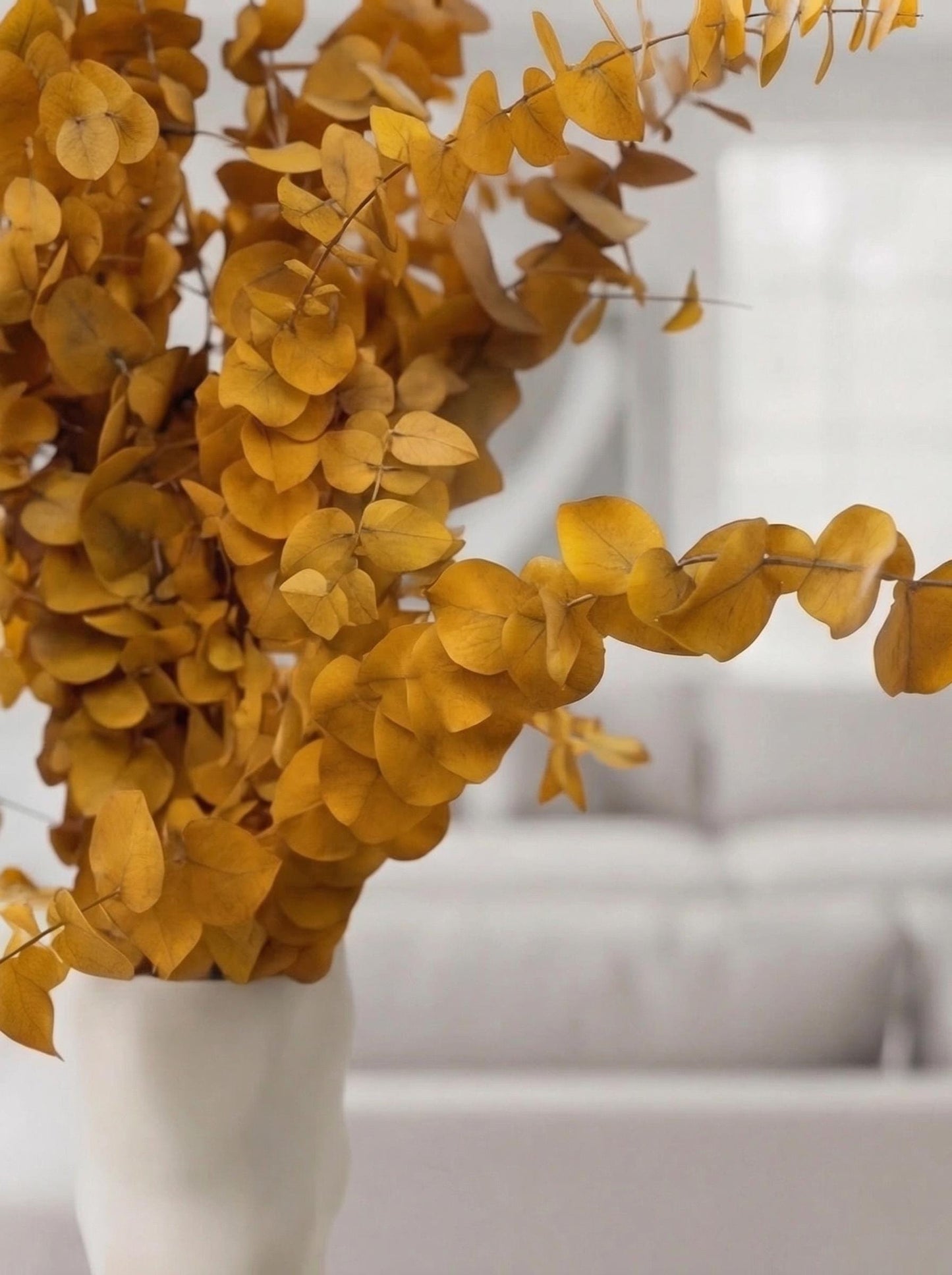 Yellow Stuartiana Eucalyptus — Preserved