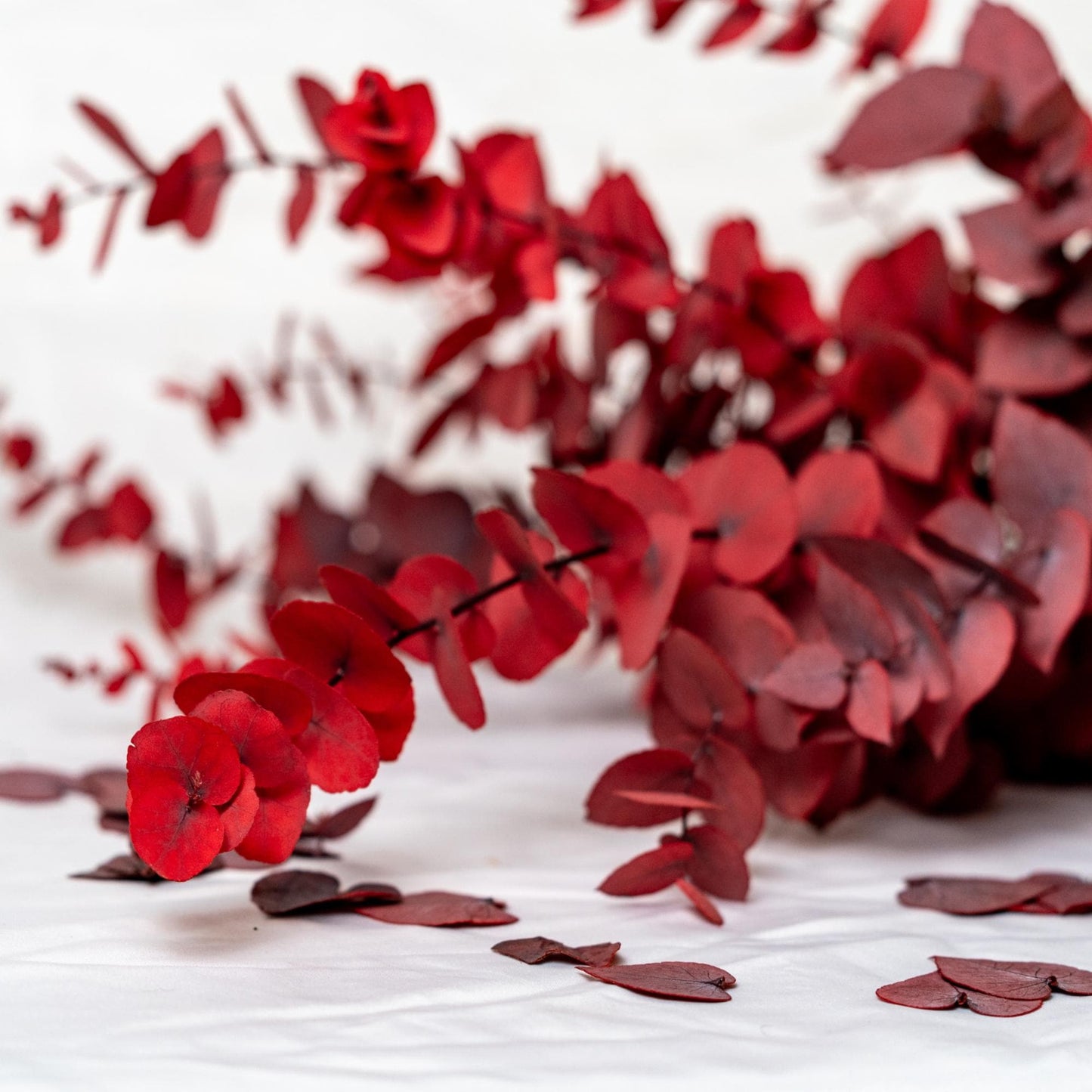Red Stuartiana Eucalyptus — Preserved