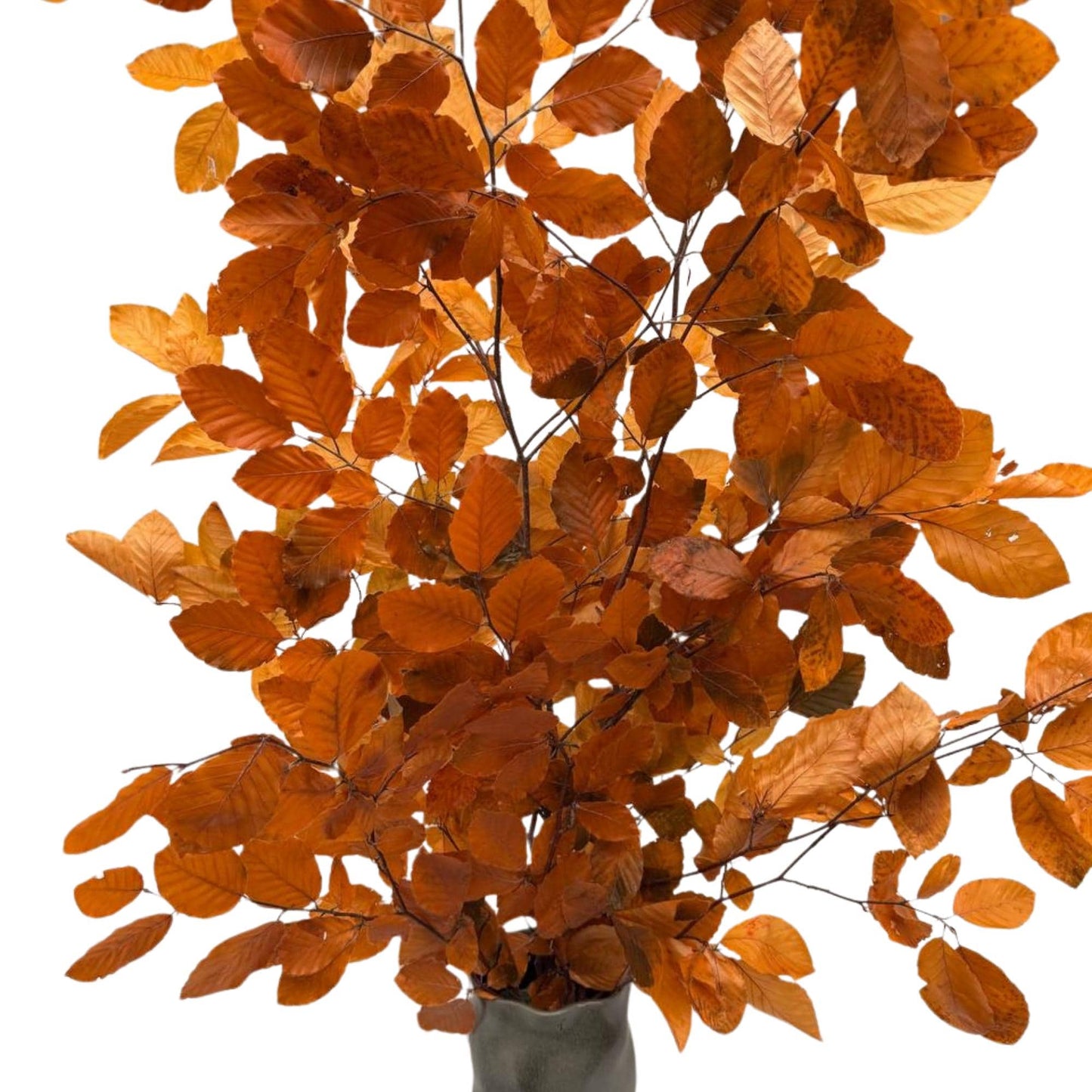 Orange Beech — Stabilized