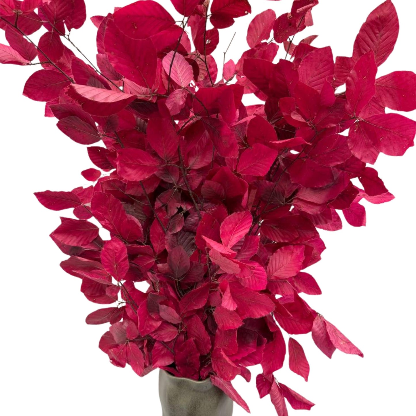 Lilac Beech — Preserved