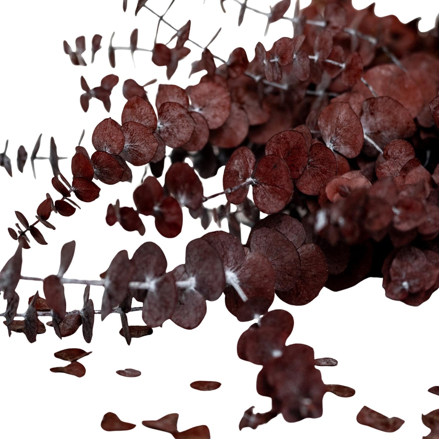 Red Baby Blue Eucalyptus — Preserved