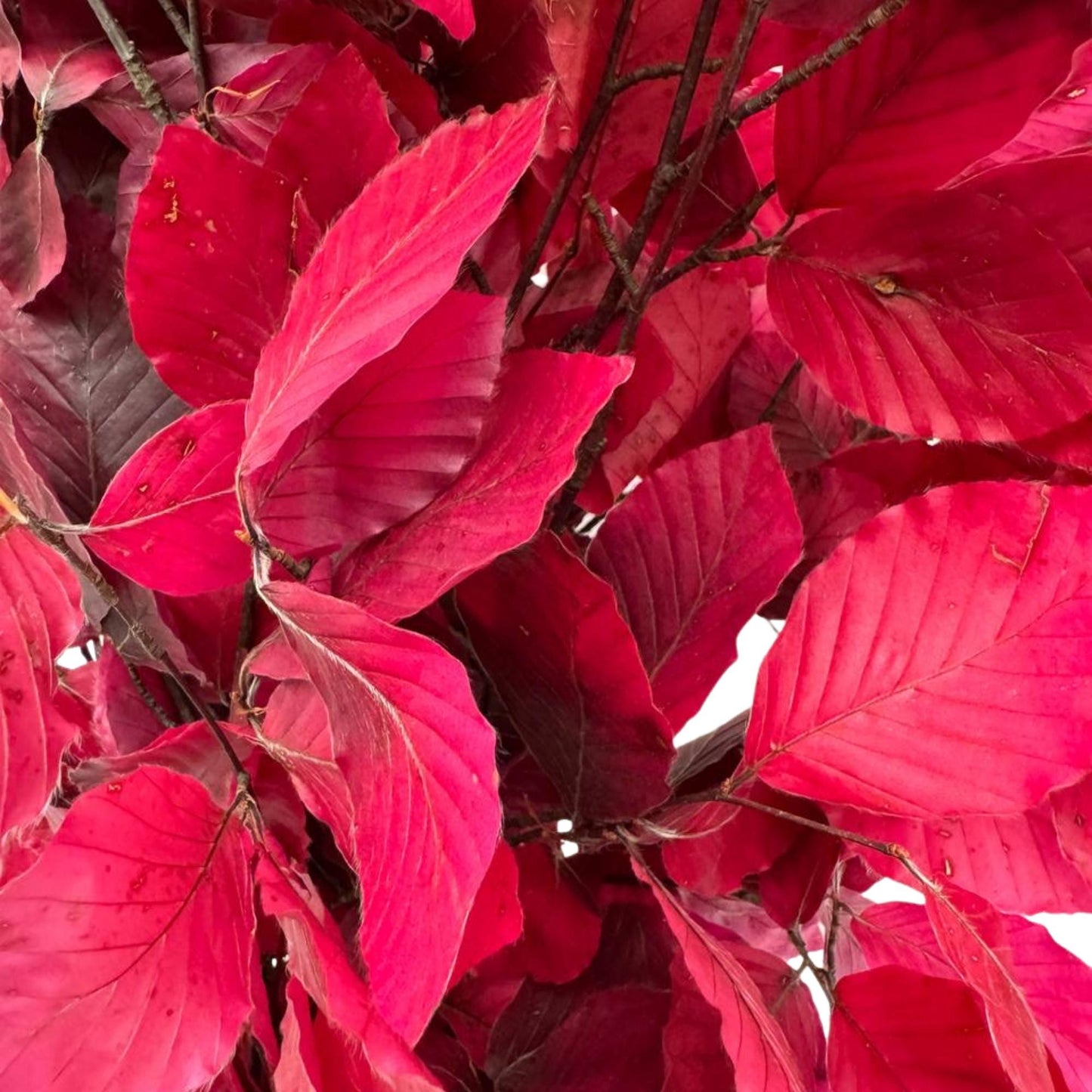 Lilac Beech — Preserved