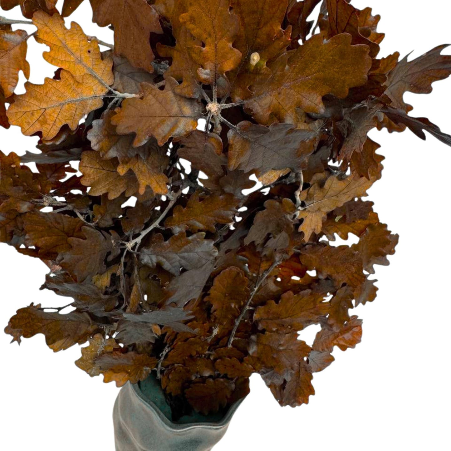 Brown Oak — Stabilized