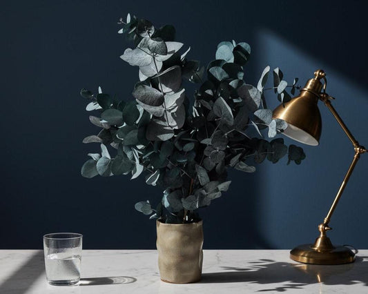 Eucalyptus Cinerea Blue — Preserved
