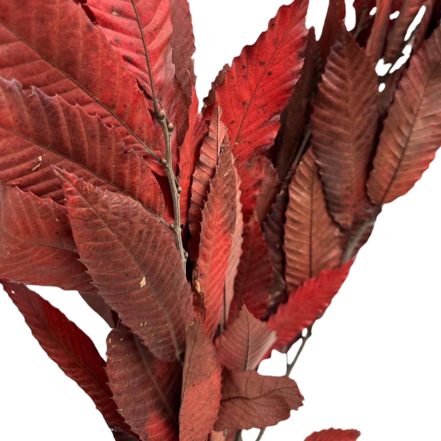 Red Chestnut — Preserved