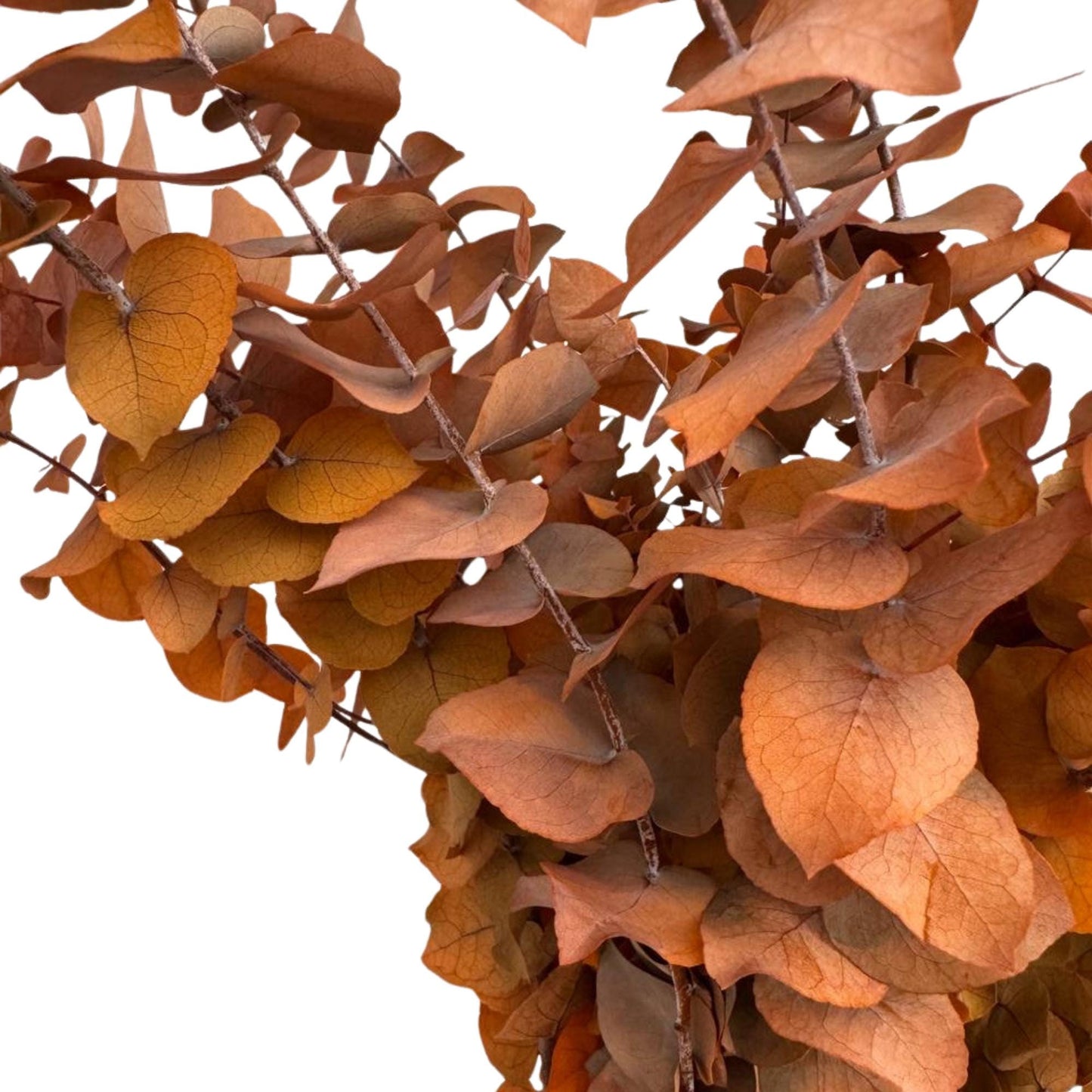 Orange Stuartiana Eucalyptus — Preserved